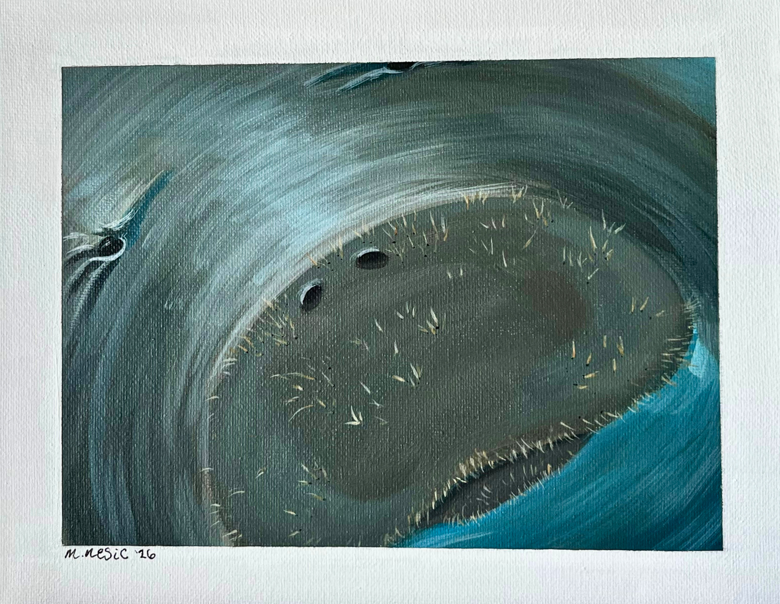 Zoomed in manatee snout